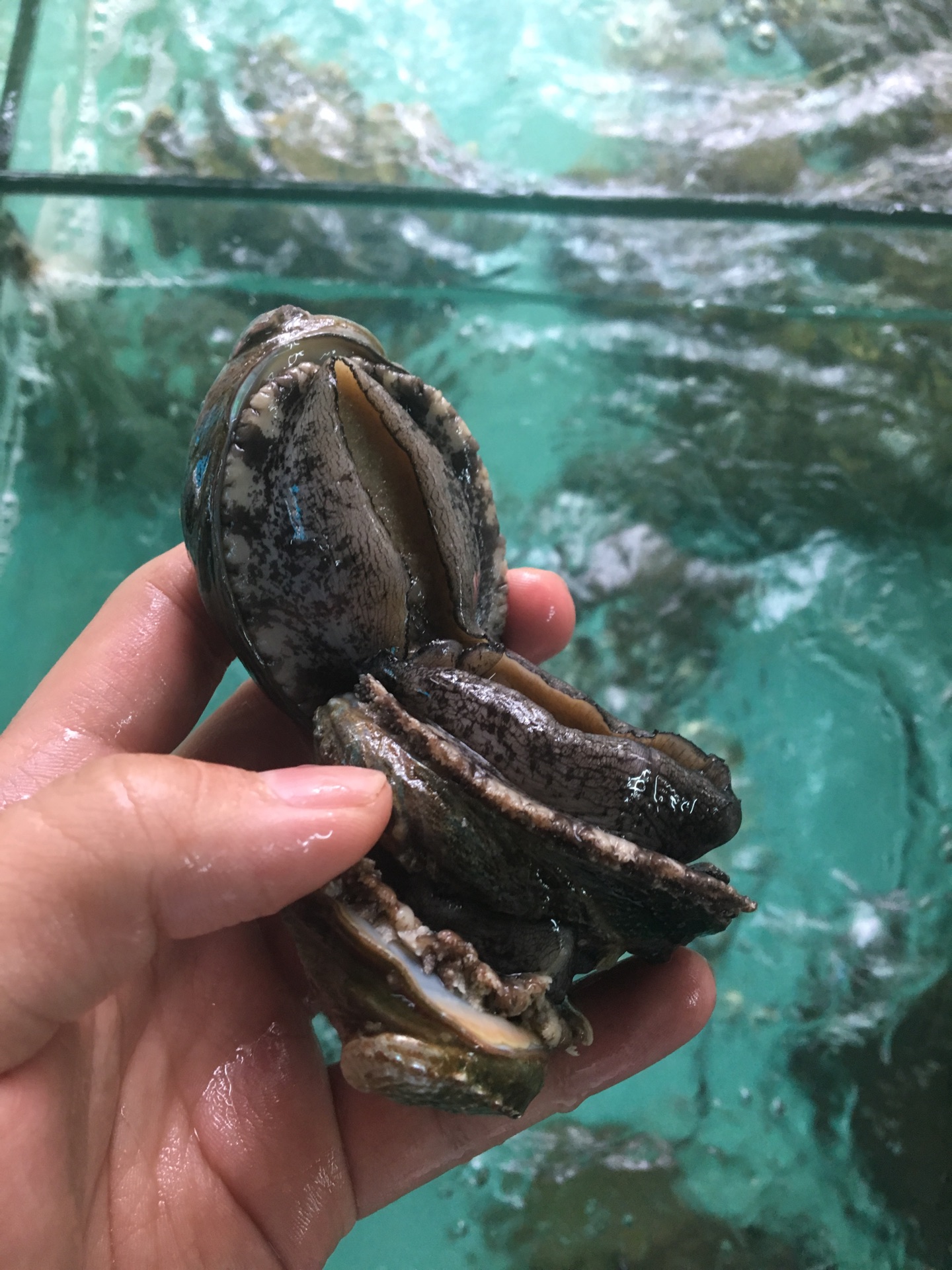 鲍鱼黄豆凉瓜汤