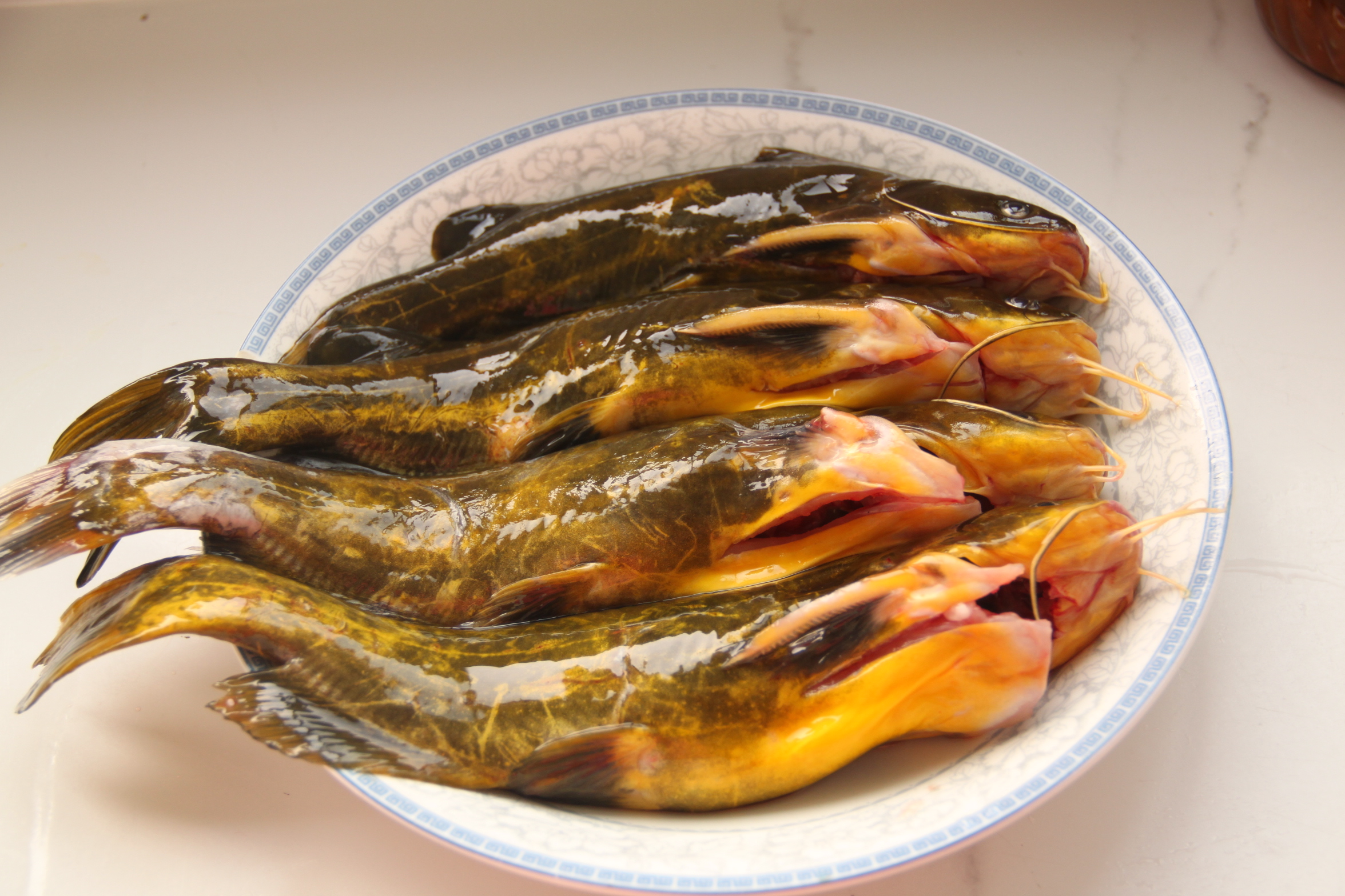 餐桌常见鳕鱼品种分类，一张图看清一个大家族！_凤凰网视频_凤凰网
