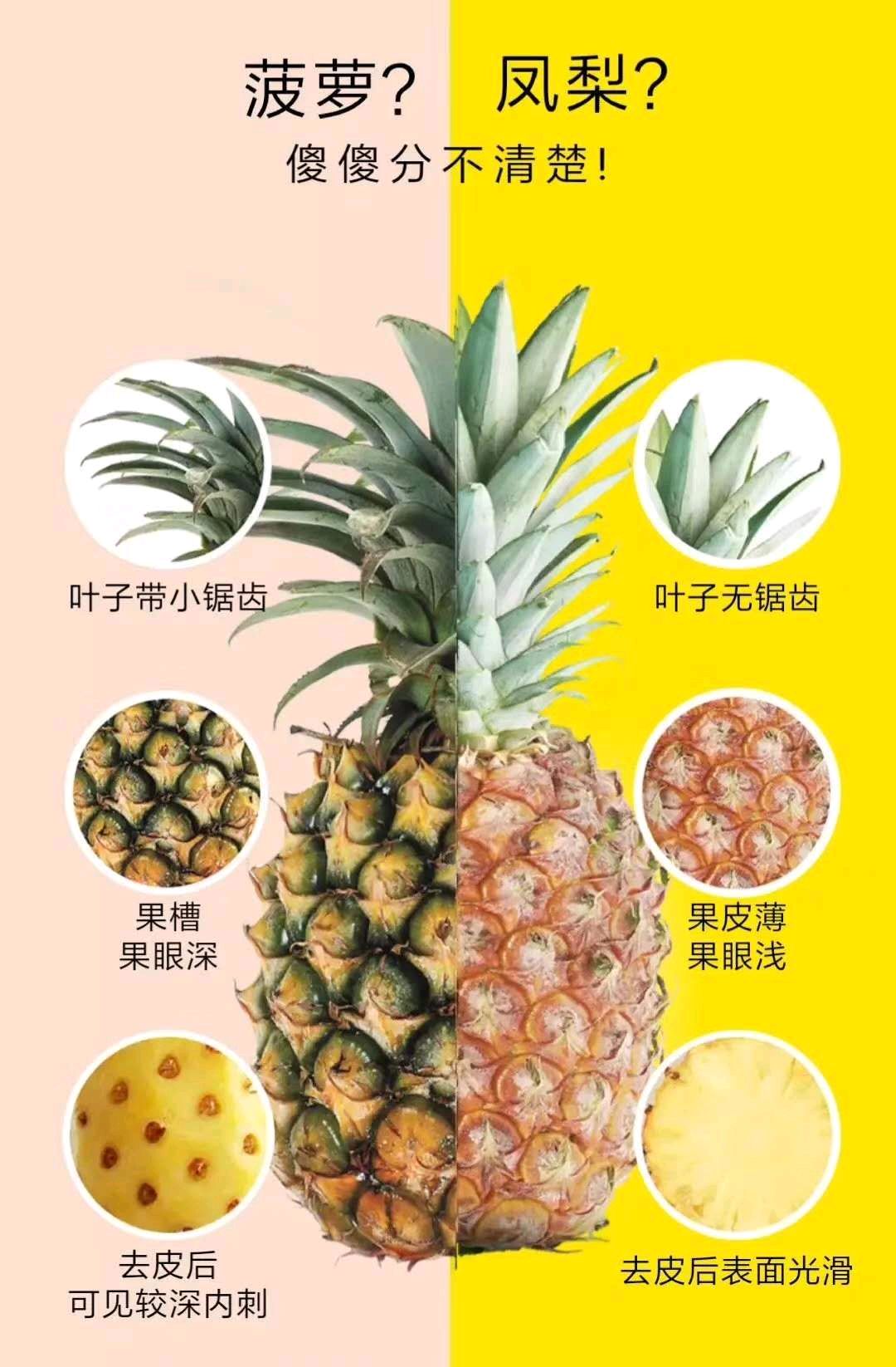 选择新鲜的凤梨,大家一定要区别一下菠萝和凤梨