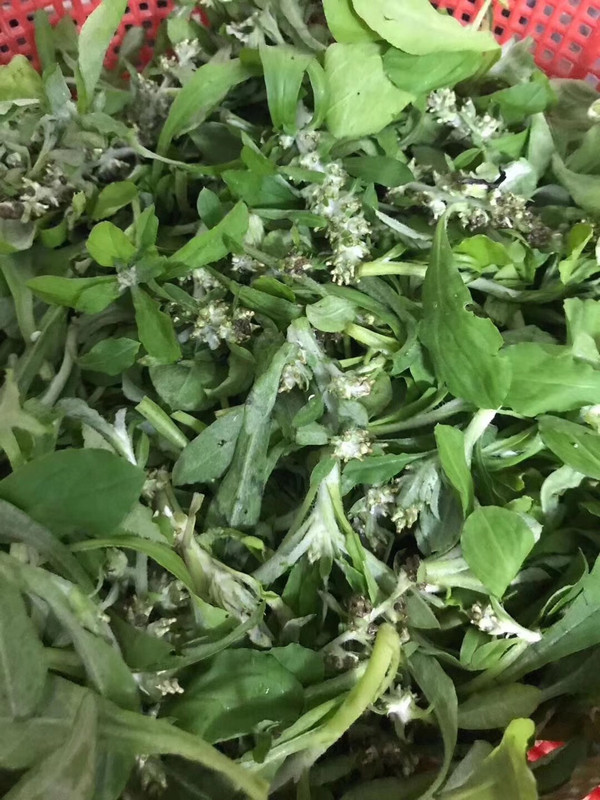 膳食同源的潮汕鼠壳粿(0/7)