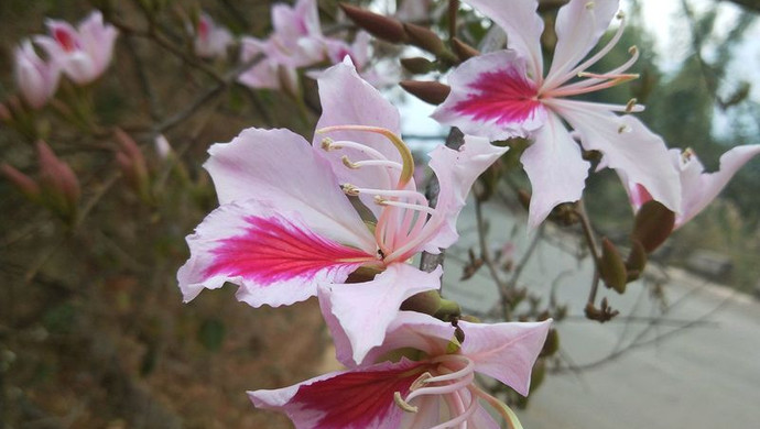 云南镇康凉拌白露花