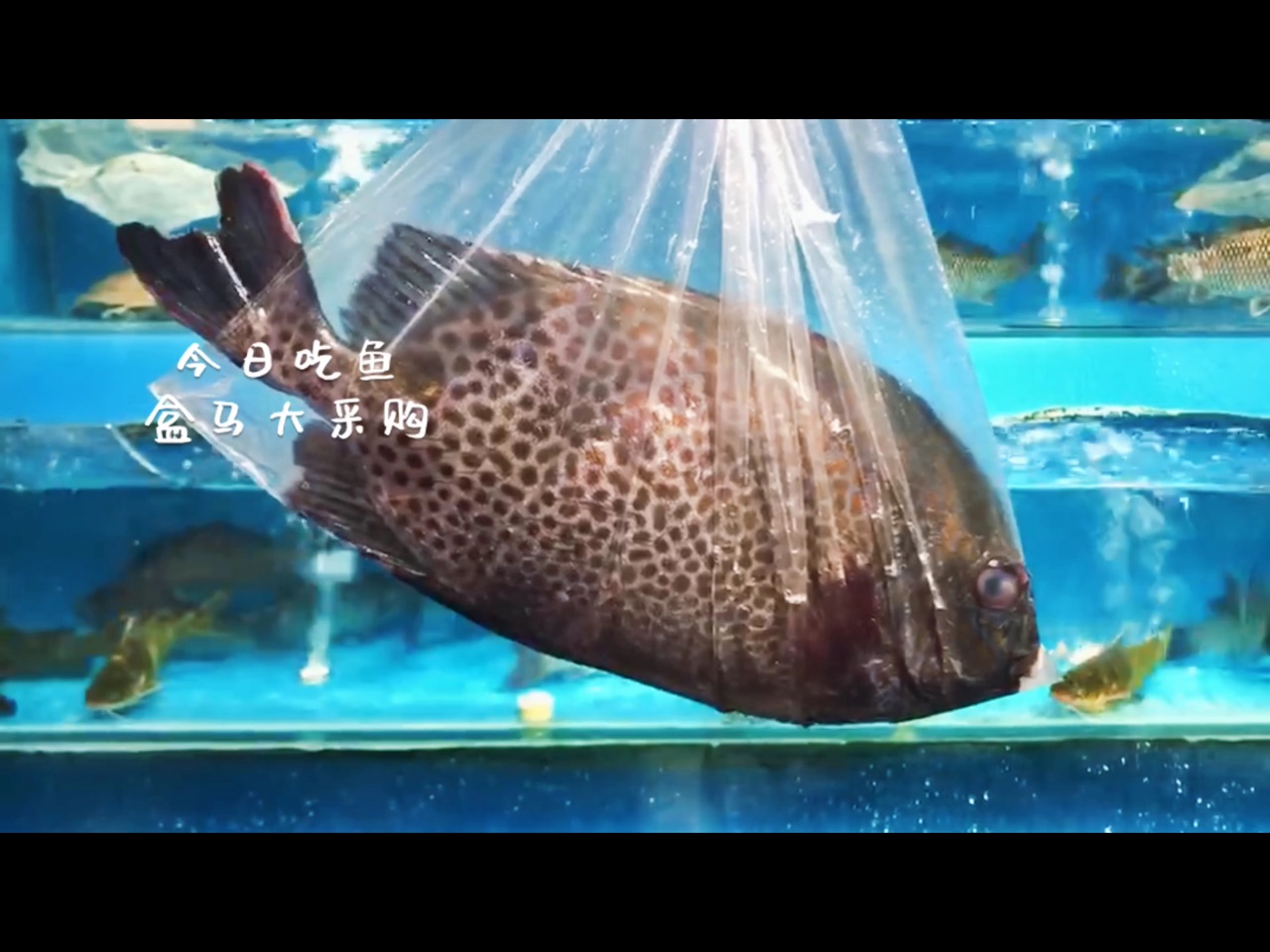 清蒸花金鼓鱼