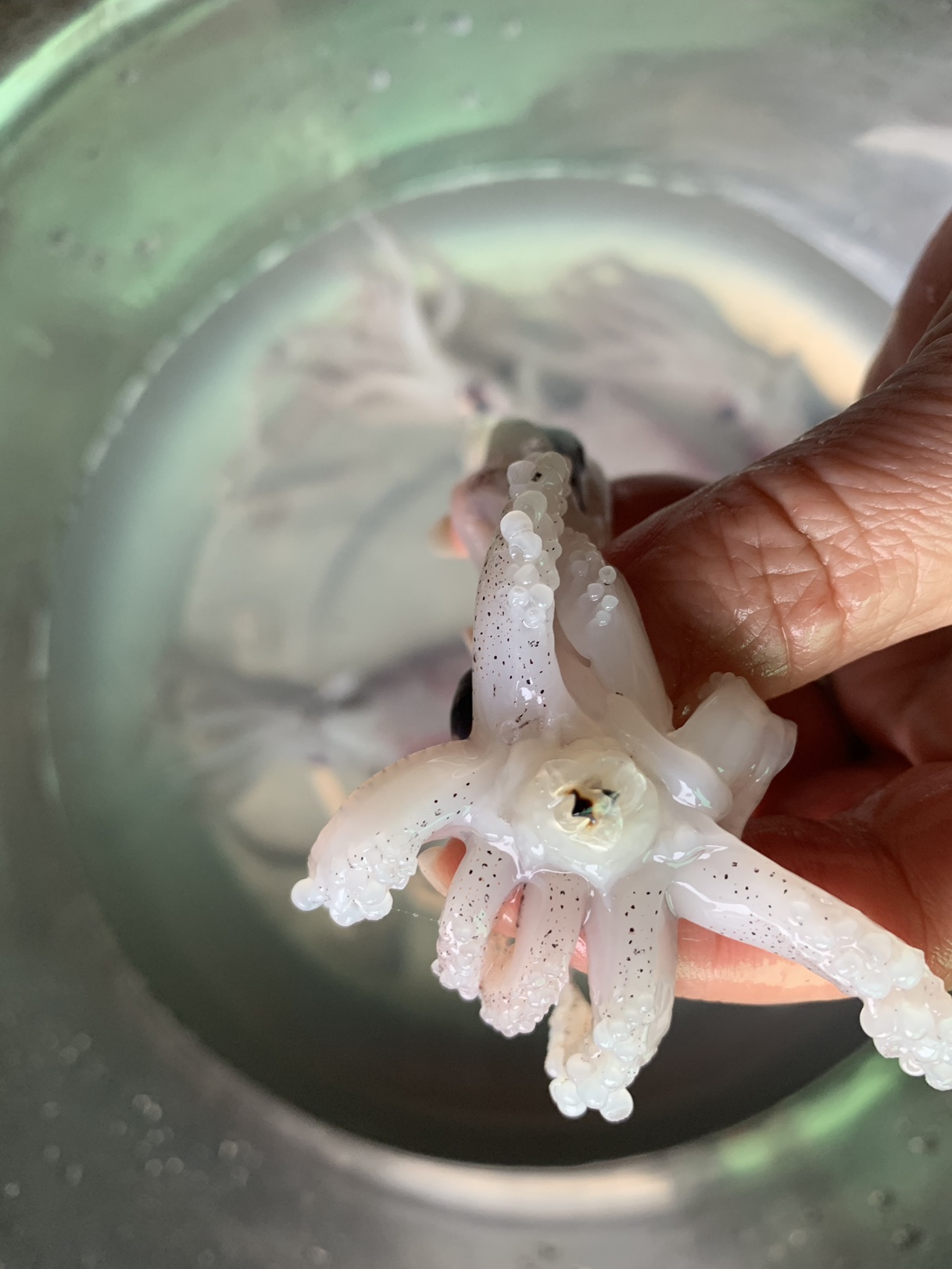我的拿手好菜鱿鱼炒花菜