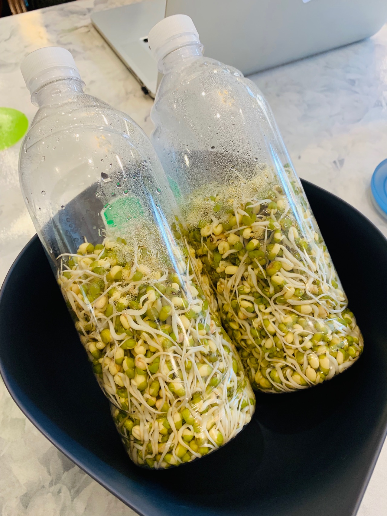 肉炒自发绿豆芽