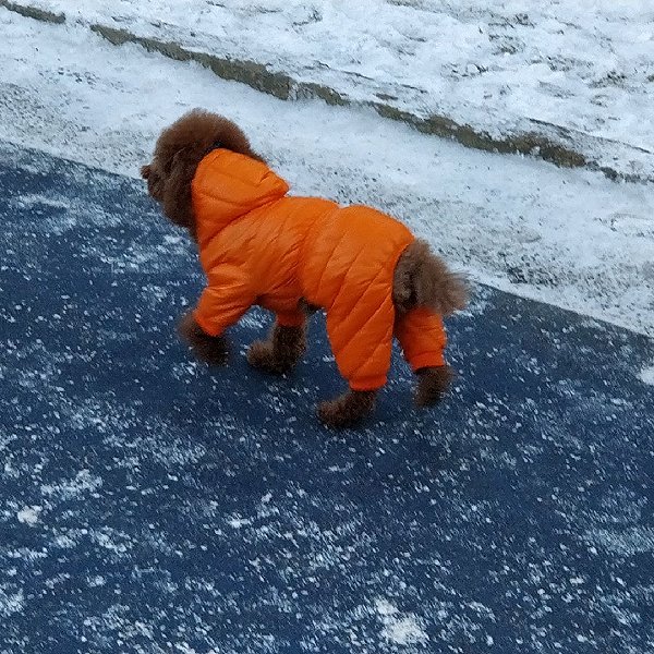 穿羽绒服的狗狗