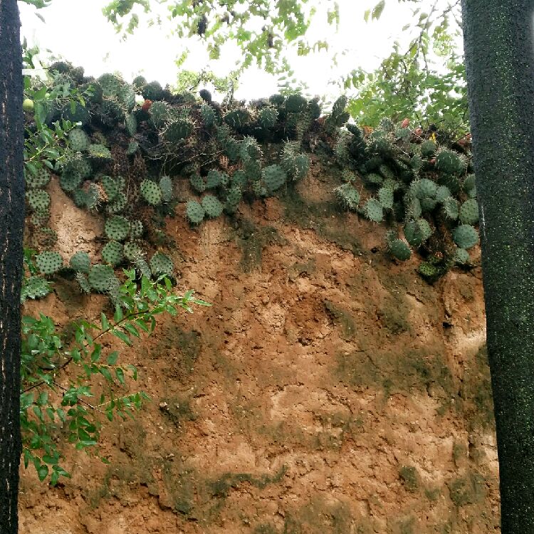 长于土墙上的风景,阿姐说仙人掌可做饼,滋味极佳