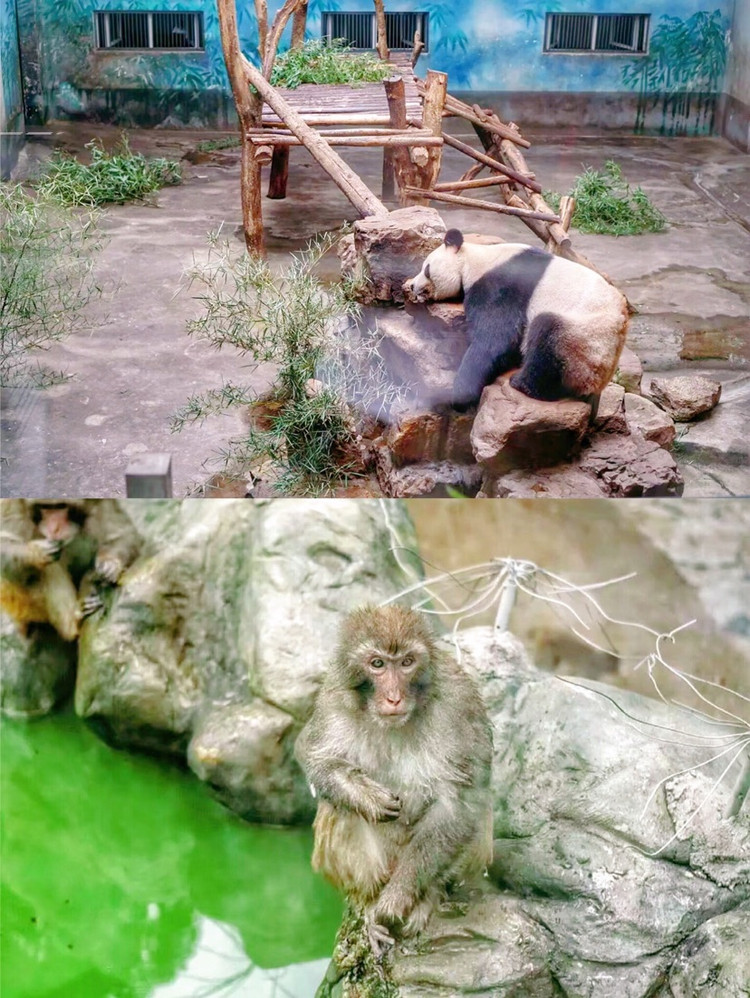 说到红山森林动物园,不知道承载了多少南京80后的童年