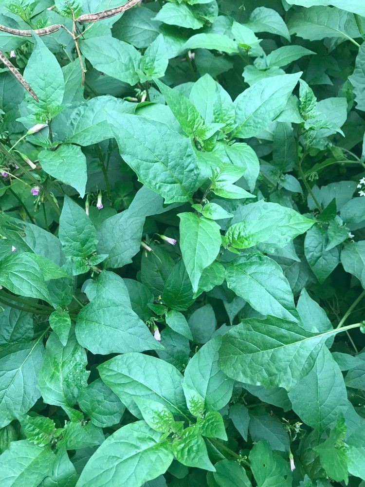 在这嫩绿的野菜上!