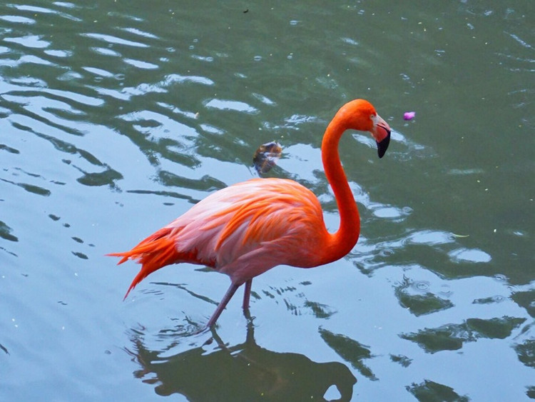 长隆野生动物园看到最爱的火烈鸟,完美!