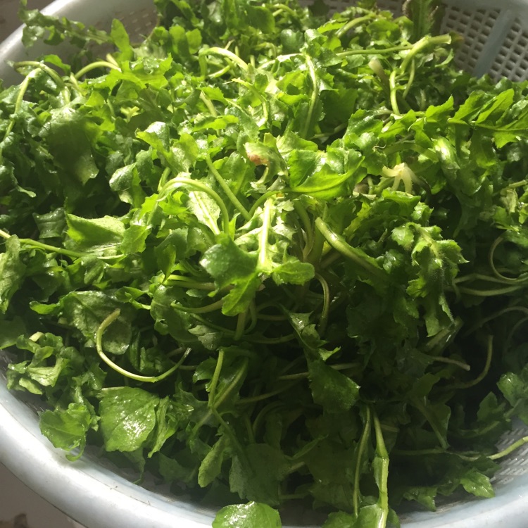 荠菜（地菜）鲜肉春卷的做法图解1