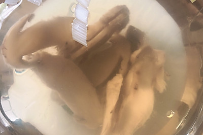简单的美味——松茸清汤