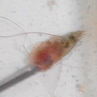 新鲜虾油的做法图解7