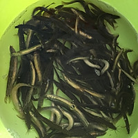 清炖泥鳅的做法图解1