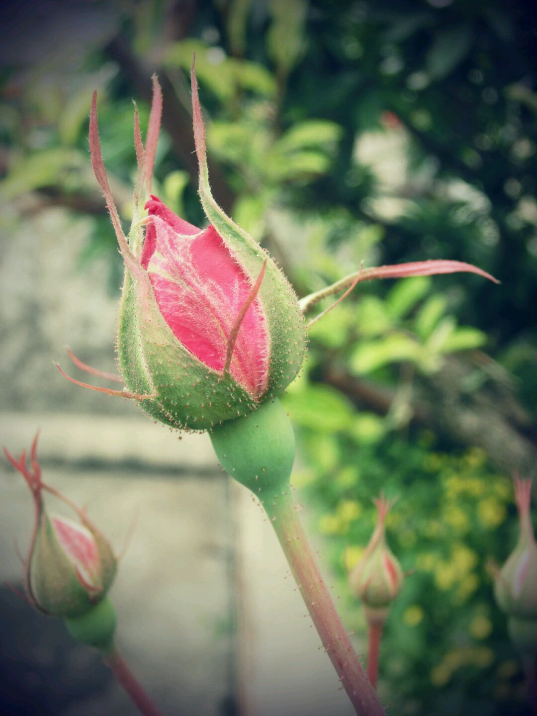 玫瑰花酱的做法图解1