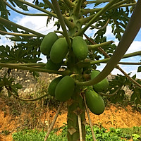 木瓜干小菜的做法图解1