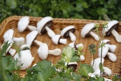 以假乱真的蛋白糖小蘑菇