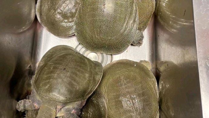 红烧甲鱼牛蛙