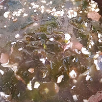 韩式海带汤的做法图解7