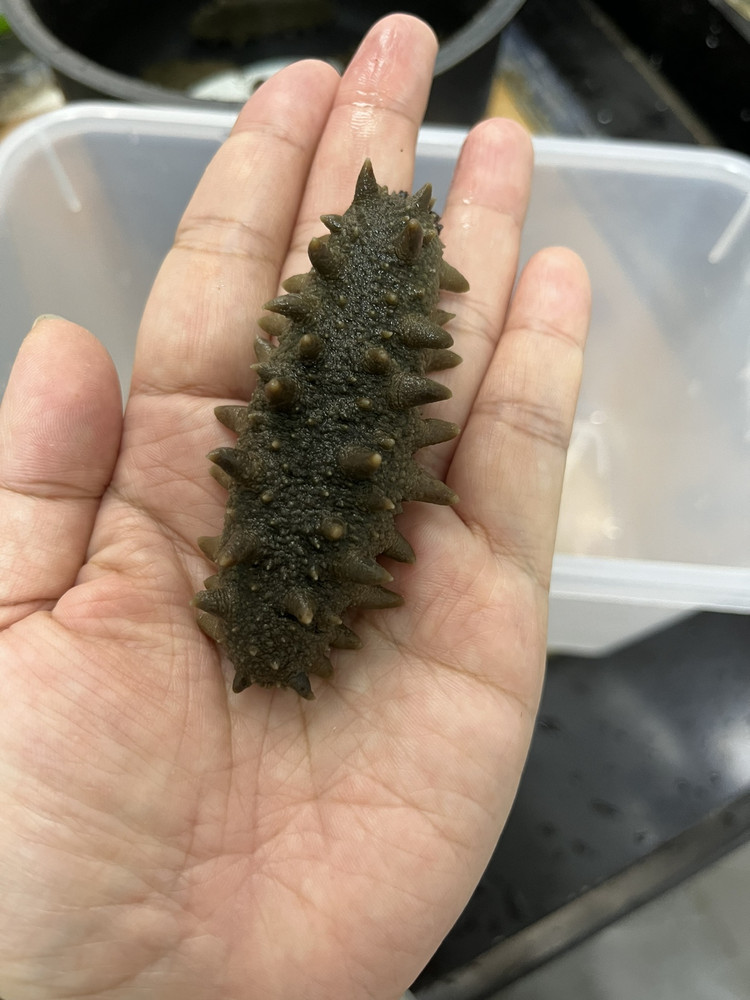 海参发泡的做法