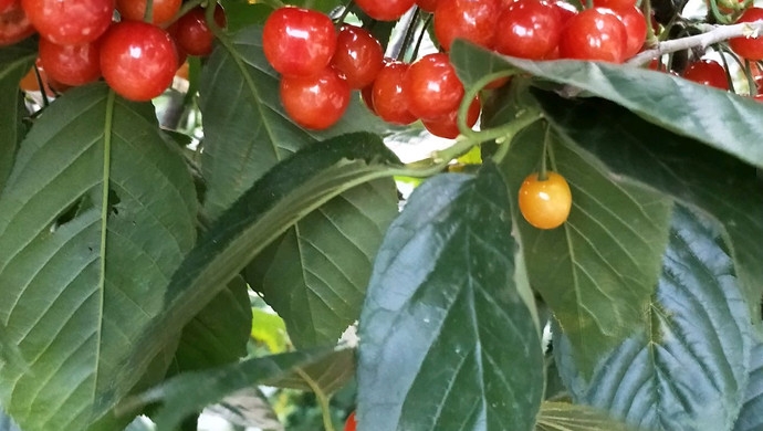 卤香鸡爪