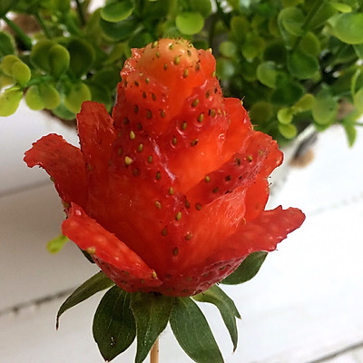 盛开的草莓玫瑰花