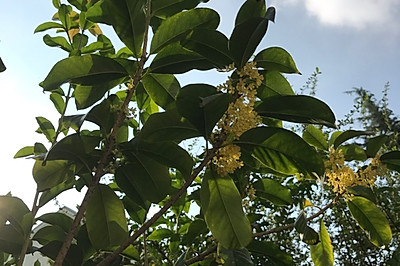 月宫的味道-自制桂花蜜