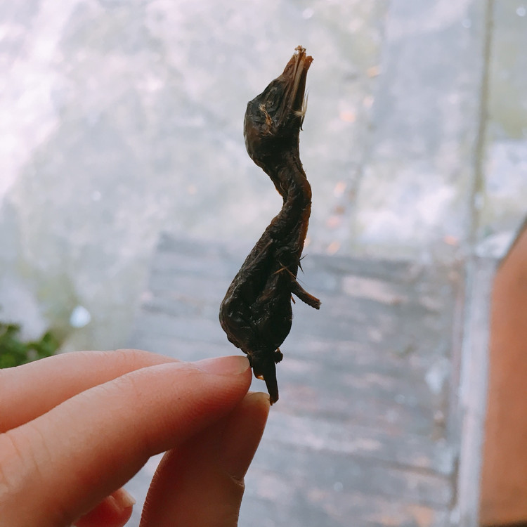 烤乳鹌鹑（猫咪狗狗零食）的做法