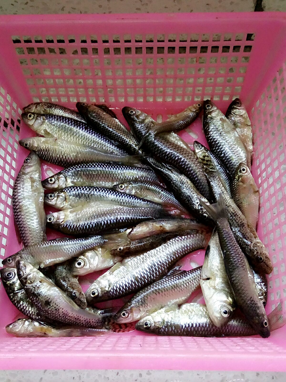 红烧红娘子鱼,红烧红娘子鱼的家常做法 - 美食杰红烧红娘子鱼做法大全