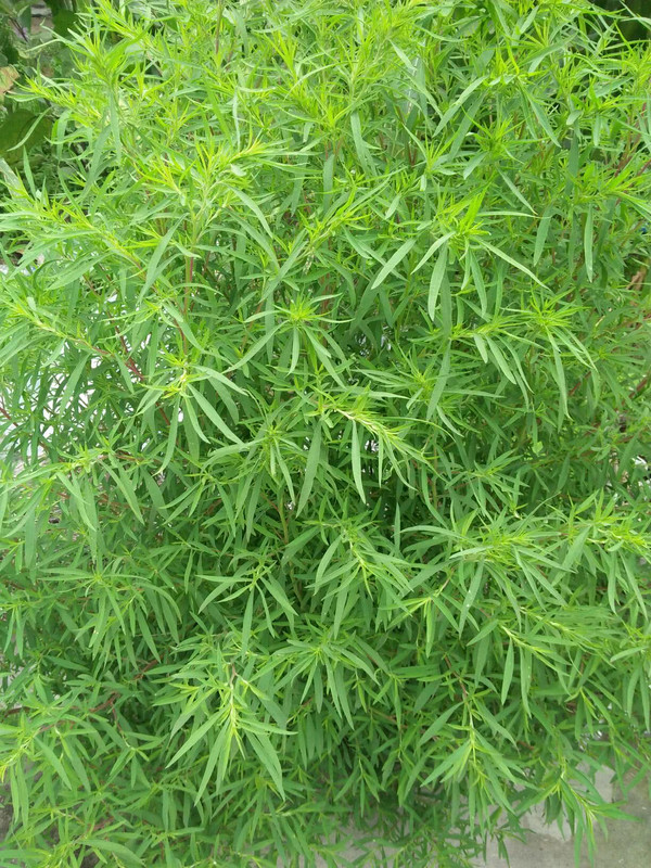 凉拌扫帚菜(2/4)