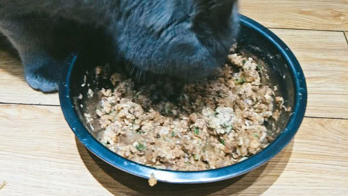 营养猫饭自制猫饭