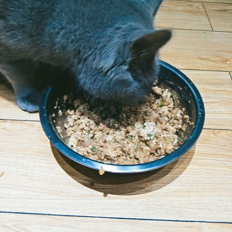 营养猫饭自制猫饭的做法