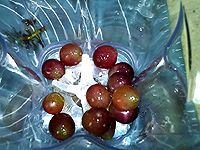 葡萄花生白菜饮的做法图解3