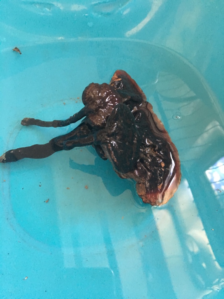 冬日心灵灵芝虫草花鸽子汤的做法图解3