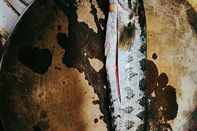 手术后养生财鱼汤