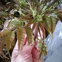 #春天的鲜味#香椿鸡蛋饼的做法图解1