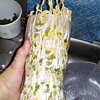 可乐瓶种绿豆芽的做法图解10