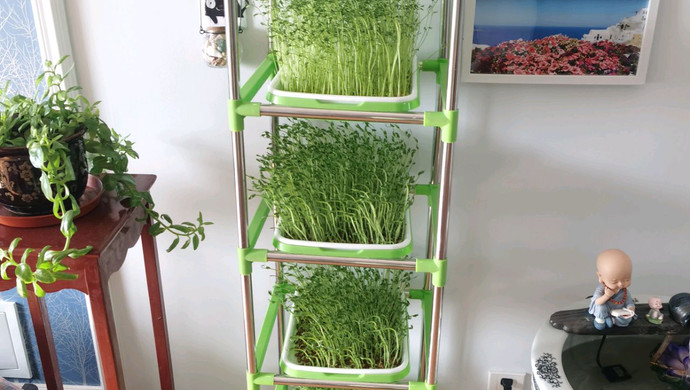 素炒芽苗菜（超简单、超营养）！