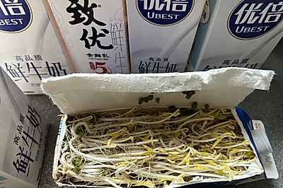 牛奶盒盒自发绿豆芽