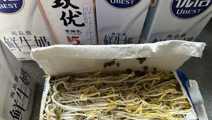 牛奶盒盒自发绿豆芽