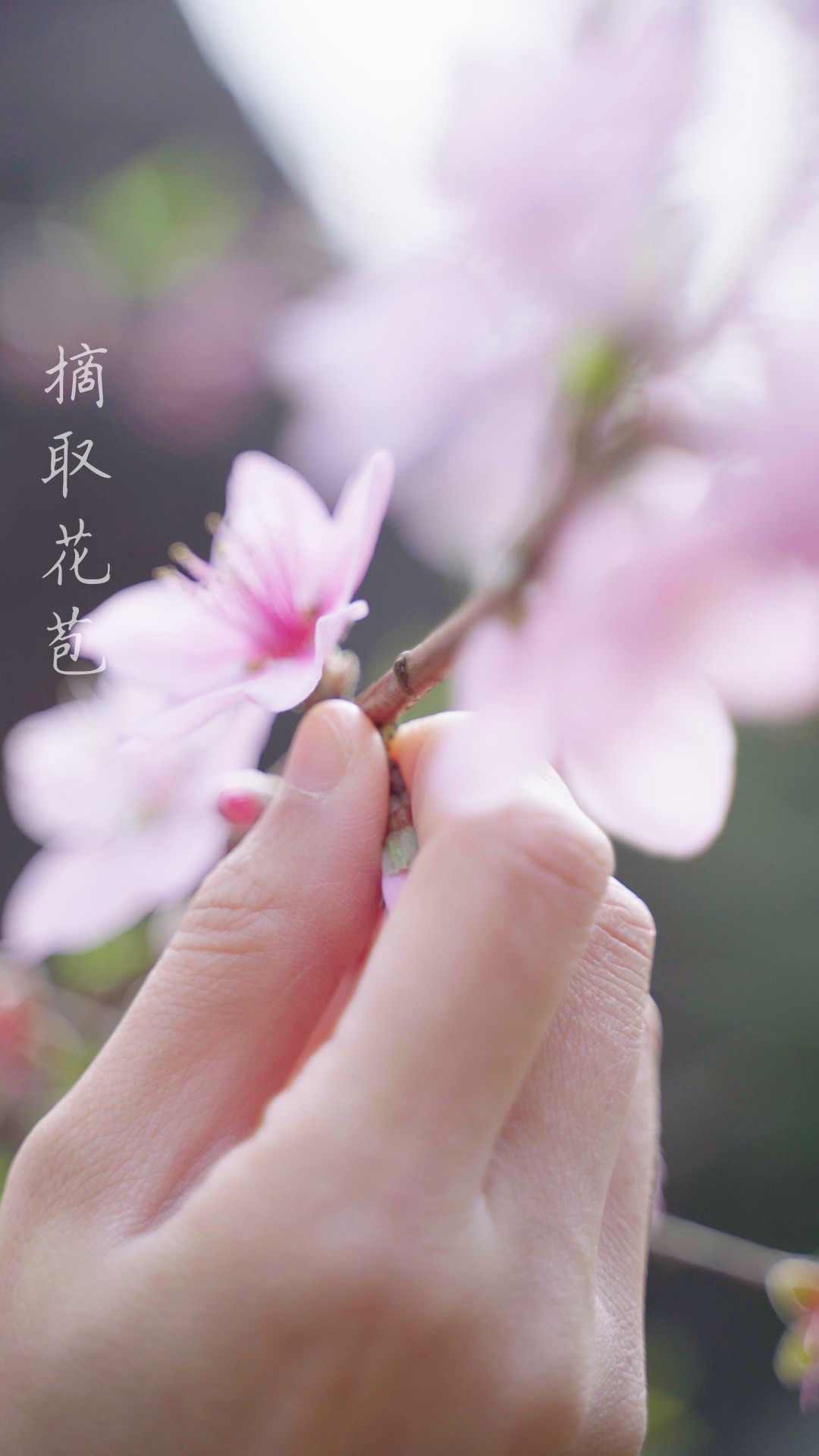 桃花酒怎么做 桃花酒的做法 豆果美食