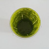 青酱 【意式Pesto】的做法图解5