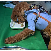 狗狗美食之保护关节餐的做法图解2