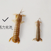 3个实用小技巧，帮你挑出最好吃的皮皮虾的做法图解2