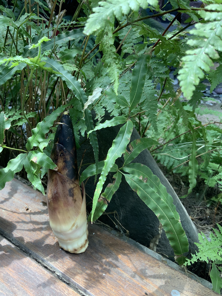 谁忍心辜负春笋 虾肉笋丁馄饨的做法