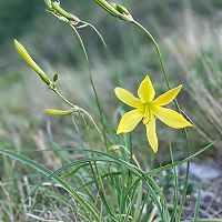 “黄花菜都凉了”之热炒黄花菜的做法图解1