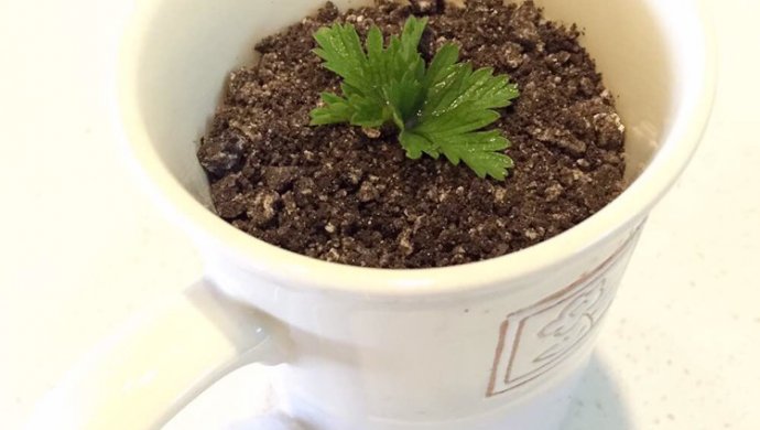 盆栽酸奶
