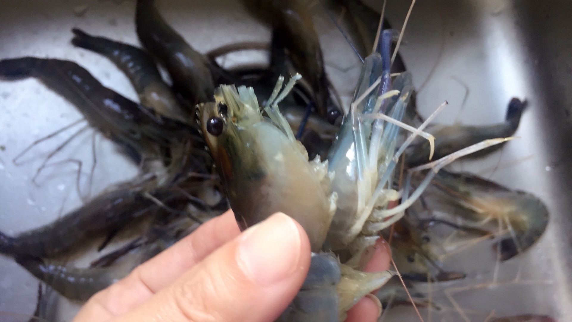 油爆罗沼虾怎么做 油爆罗沼虾的做法 豆果美食