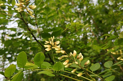 槐花蛋饼