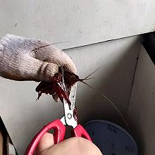 小龙虾怎样清理