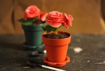 #谷优饼干套装试用#flower pot cakes的做法